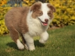 Border Collie Lila Bicolor Macho #998M17347.jpg