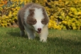 Border Collie Lila Bicolor Macho #998M17349.jpg