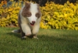 Border Collie Lila Bicolor Macho #998M17350.jpg