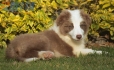 Border Collie Lila Bicolor Macho #998M17352.jpg