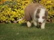 Border Collie Lila Bicolor Macho #998M17353.jpg