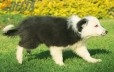 Border Collie Azul Bicolor Hembra #998H47354.jpg