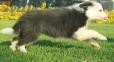 Border Collie Azul Bicolor Hembra #998H47355.jpg