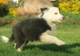 Border Collie Azul Bicolor Hembra #998H47356.jpg