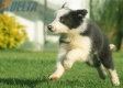 Border Collie Azul Bicolor Hembra #998H47357.jpg