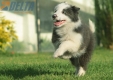 Border Collie Azul Bicolor Hembra #998H47358.jpg