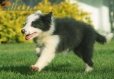 Border Collie Azul Bicolor Hembra #998H47359.jpg