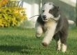 Border Collie Azul Bicolor Hembra #998H47360.jpg