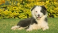 Border Collie Azul Bicolor Hembra #998H47362.jpg