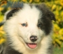 Border Collie Azul Bicolor Hembra #998H47364.jpg