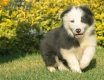 Border Collie Azul Bicolor Hembra #998H47365.jpg