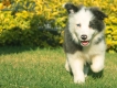 Border Collie Azul Bicolor Hembra #998H47366.jpg