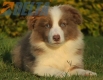 Border Collie Lila Bicolor Macho #998M27460.jpg