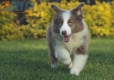 Border Collie Lila Bicolor Macho #998M27462.jpg