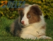 Border Collie Lila Bicolor Macho #998M27464.jpg