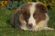 Border Collie Lila Bicolor Macho #998M27465.jpg