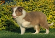 Border Collie Lila Bicolor Macho #998M27466.jpg