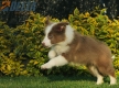 Border Collie Lila Bicolor Macho #998M27467.jpg