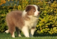 Border Collie Lila Bicolor Macho #998M27468.jpg