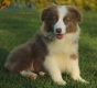 Border Collie Lila Bicolor Macho #998M27471.jpg