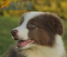 Border Collie Lila Bicolor Macho #998M27472.jpg