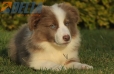 Border Collie Lila Bicolor Macho #998M27473.jpg