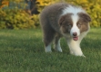 Border Collie Lila Bicolor Macho #998M27474.jpg