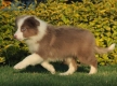 Border Collie Lila Bicolor Macho #998M27475.jpg