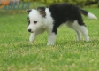 Border Collie Negro Tricolor Macho #1008M17485.jpg