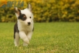 Border Collie Negro Tricolor Macho #1008M17486.jpg