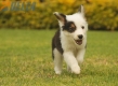 Border Collie Negro Tricolor Macho #1008M17487.jpg