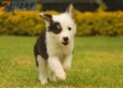 Border Collie Negro Tricolor Macho #1008M17488.jpg