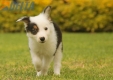 Border Collie Negro Tricolor Macho #1008M17489.jpg