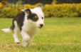 Border Collie Negro Tricolor Macho #1008M17490.jpg