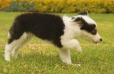 Border Collie Negro Tricolor Macho #1008M17491.jpg