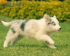 Border Collie Slate Mirlo Bicolor Hembra #1009H27503.jpg