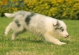 Border Collie Slate Mirlo Bicolor Hembra #1009H27504.jpg