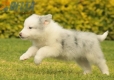 Border Collie Slate Mirlo Bicolor Hembra #1009H27509.jpg