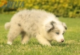 Border Collie Slate Mirlo Bicolor Hembra #1009H37515.jpg