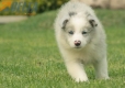 Border Collie Slate Mirlo Bicolor Hembra #1009H37518.jpg