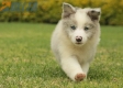 Border Collie Slate Mirlo Bicolor Hembra #1009H37521.jpg