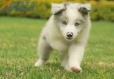 Border Collie Slate Mirlo Bicolor Hembra #1009H37522.jpg