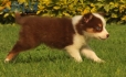 Border Collie Rojo Tricolor Hembra #1016H47616.jpg