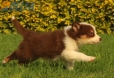 Border Collie Rojo Tricolor Hembra #1016H47617.jpg