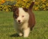 Border Collie Rojo Tricolor Hembra #1016H47619.jpg