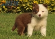 Border Collie Rojo Tricolor Hembra #1016H47621.jpg