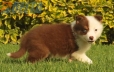 Border Collie Rojo Tricolor Hembra #1016H47622.jpg