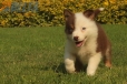 Border Collie Rojo Tricolor Hembra #1016H47623.jpg