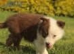 Border Collie Rojo Tricolor Hembra #1016H47624.jpg