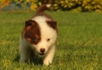 Border Collie Rojo Tricolor Hembra #1016H47626.jpg